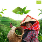 Matcha Tea Bio Por Mary Rose, Japán, Zöld Detox Tea, Finomra őrölt, Természetes Energiát Ad, Támogatja az Anyagcserét, 100 g - Image 5